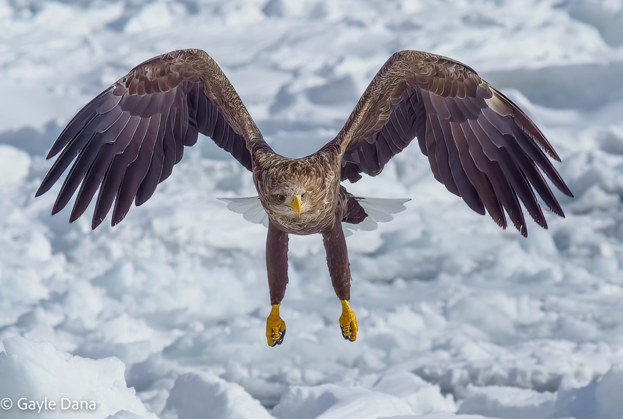White Tailed Eagle landing